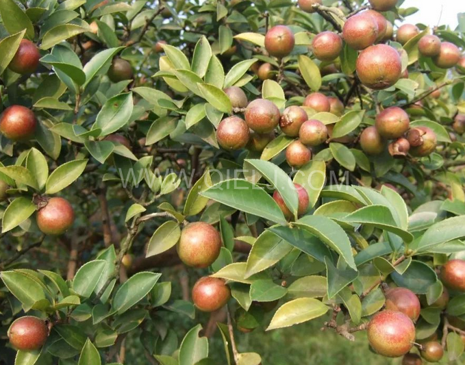 茶籽油壓榨設(shè)備認(rèn)準(zhǔn)企鵝機(jī)械，性能穩(wěn)定操作便利(圖1)